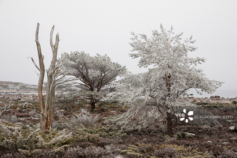 在图尔库群岛尤尔莫岛冰冷的一天，波罗的海的奇异景观，冰冻的白色树木和石楠花图片素材