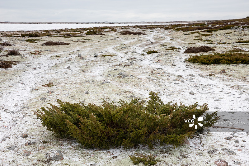 冬季芬兰群岛雪地上的石南灌木图片素材