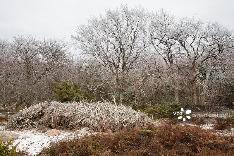 芬兰图尔库群岛尤尔莫岛：冰冻树下的柴火堆图片素材