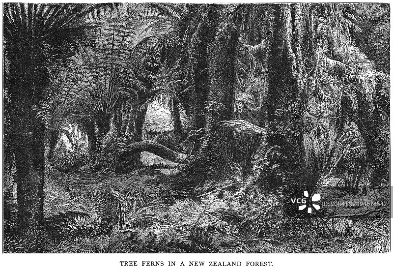 新西兰森林中树蕨的古老雕刻插图图片素材