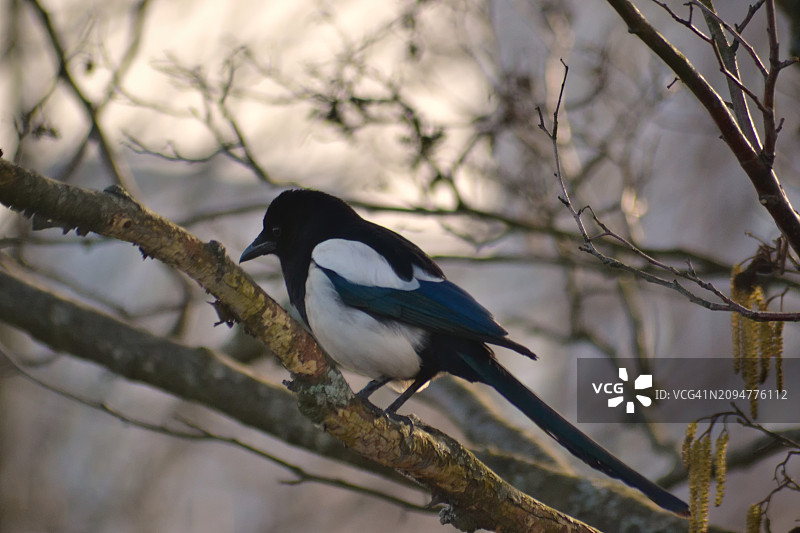 喜鹊栖息在树枝上，沐浴在傍晚的光辉中，宁静的时刻图片素材