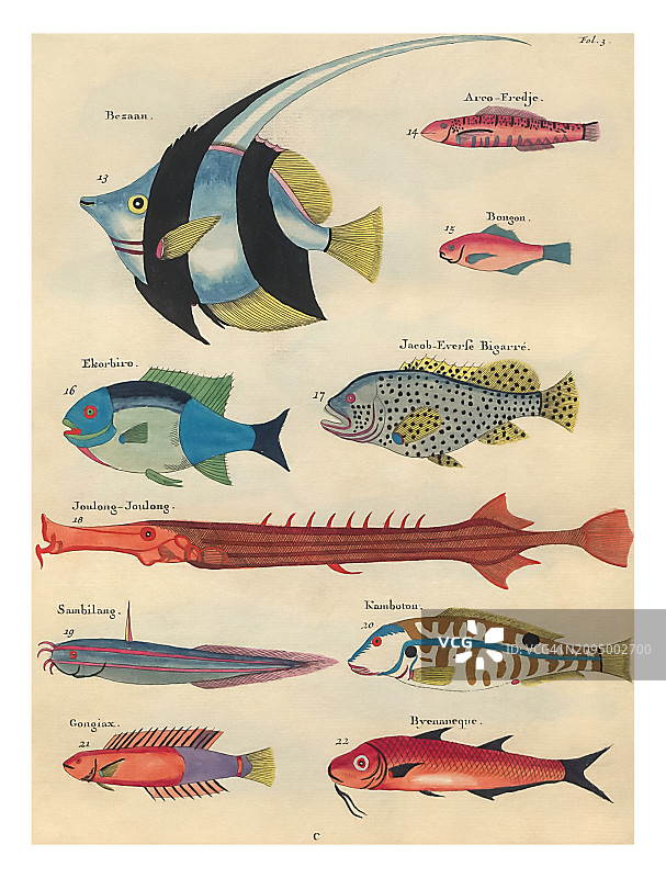 多种鱼类插图图片素材