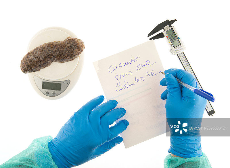 研究海参的技术实验室图片素材