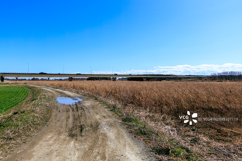 日本埼玉县荒川河床，广阔芦苇和小麦田中一条路图片素材