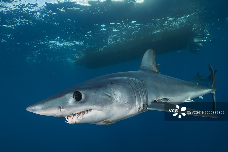 墨西哥下加利福尼亚州海岸附近，一条灰鲭鲨在船下游泳图片素材