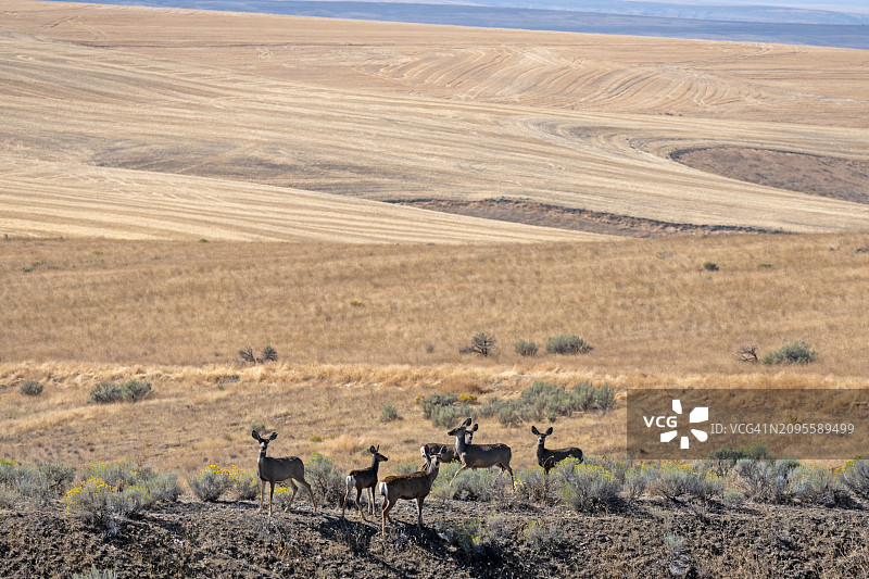 俄勒冈州吉利姆县麦田中的骡鹿群图片素材