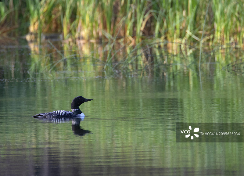 湖上的单只潜鸟图片素材