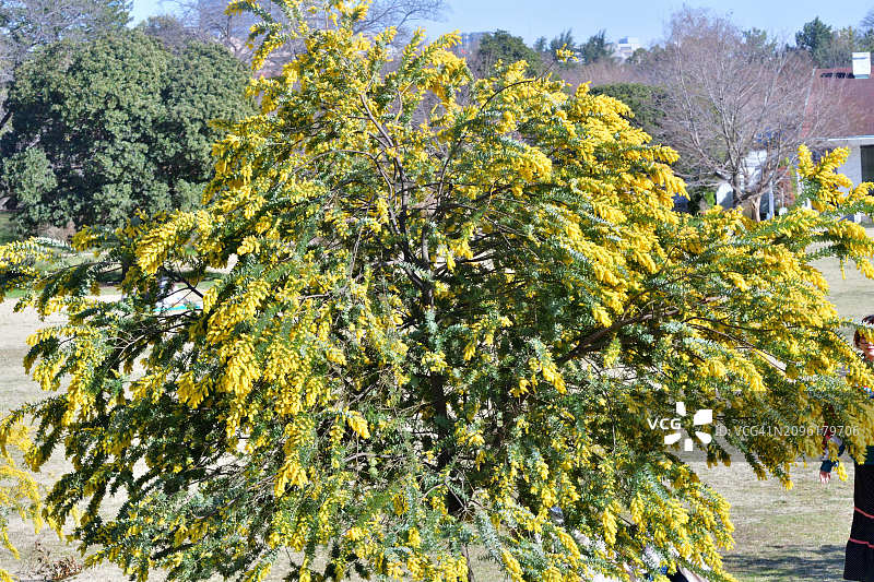 金合欢树：常绿灌木，具有蔓延、下垂的树枝、叶子和黄色花朵图片素材