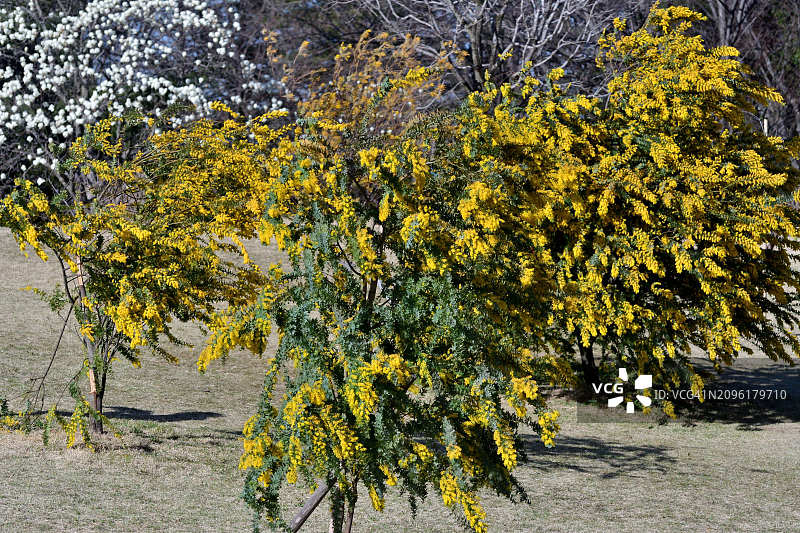 金合欢树：常绿灌木，具有蔓延、下垂的树枝、叶子和黄色花朵图片素材