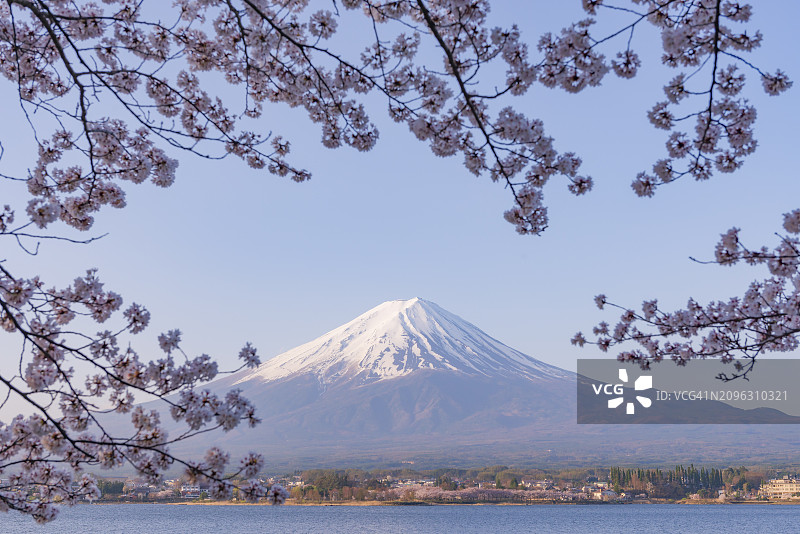 春季富士山与粉色樱花，日本河口湖图片素材