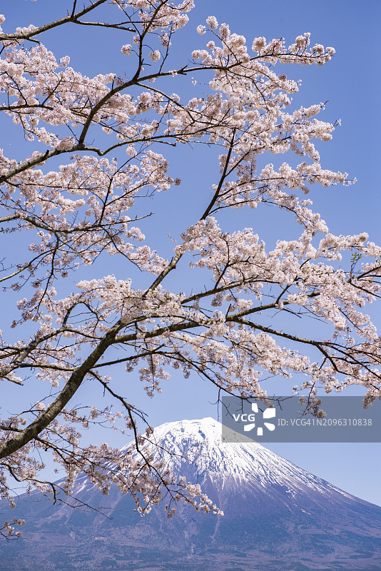 春季富士山与粉色樱花，日本河口湖图片素材