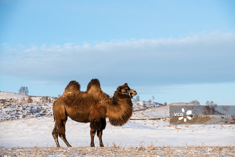 沙漠中的骆驼图片素材