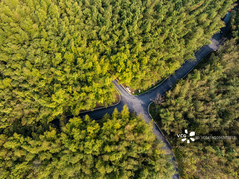 茂密竹林中的公路图片素材