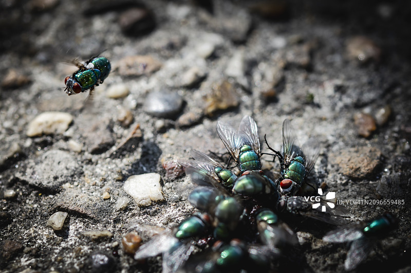 萨尔特，法国，岩石上成群的飞虫特写图片素材