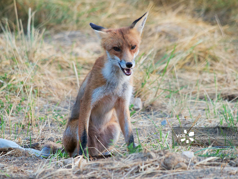 坐在田野上的红狐全身照，克罗地亚格拉维策图片素材