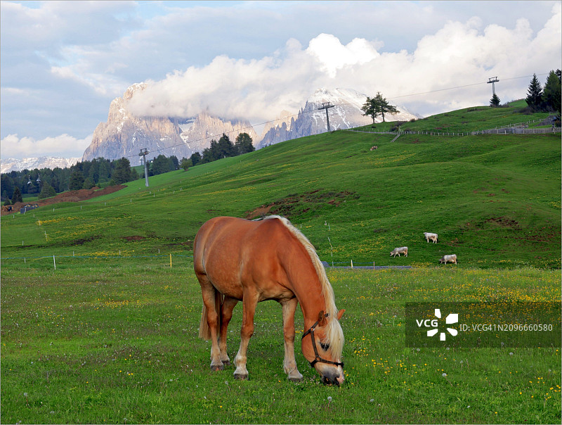 意大利卡斯特尔罗托草地上的纯种马图片素材