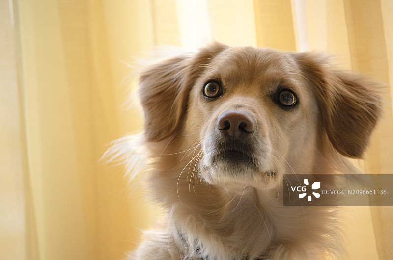 狗的特写肖像图片素材
