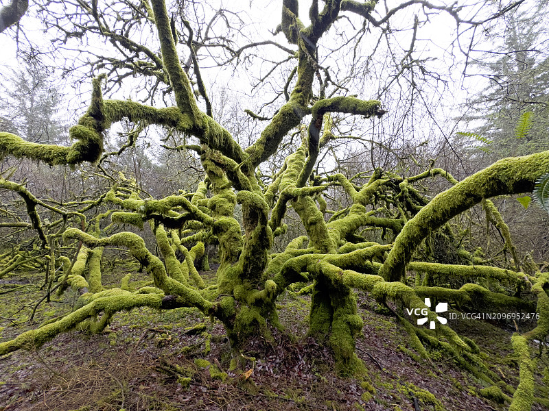 达特穆尔上长满苔藓的树图片素材
