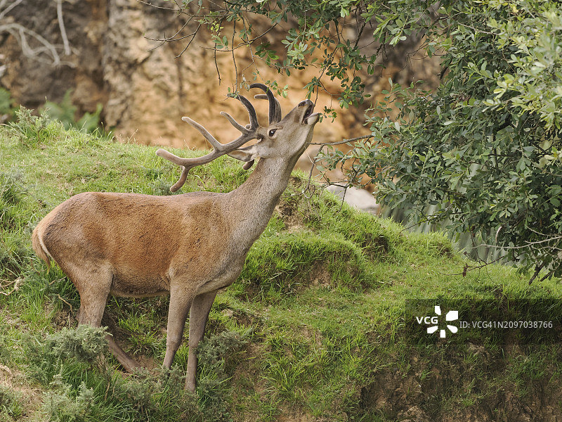 雄性赤鹿啃食橡树叶子的特写镜头图片素材