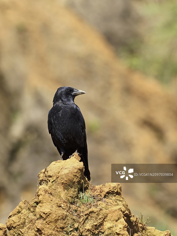 小嘴乌鸦栖息侧视特写图片素材