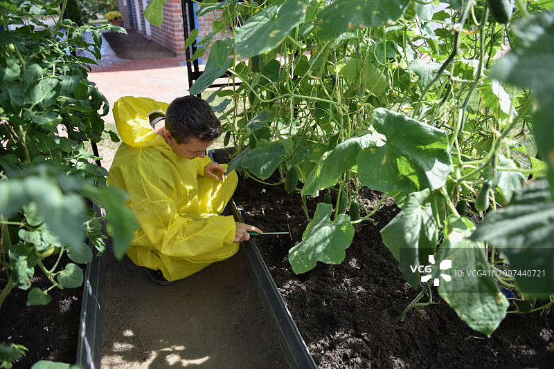 在温室里耕种蔬菜的人图片素材