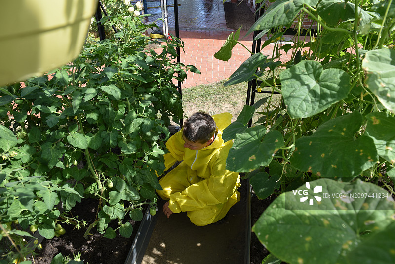 在温室里耕种蔬菜的人图片素材