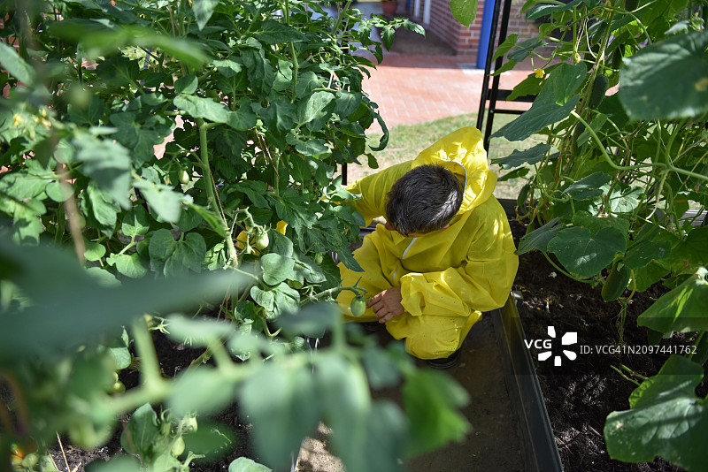 在温室里耕种蔬菜的人图片素材