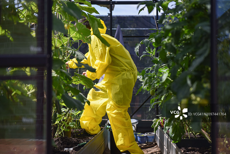 在温室里耕种蔬菜的人图片素材