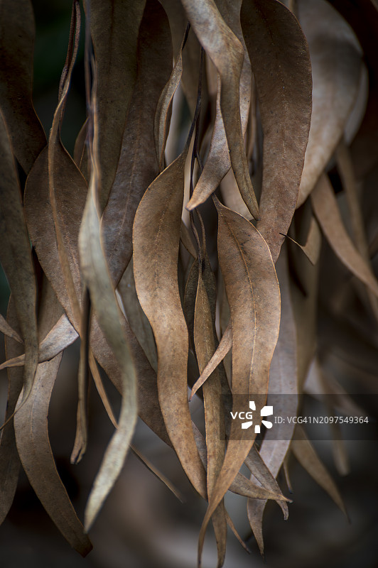桉树干叶形成有趣的纹理和抽象图案图片素材