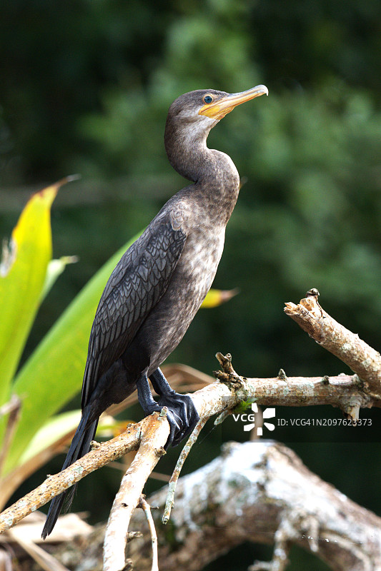 新热带鸬鹚图片素材