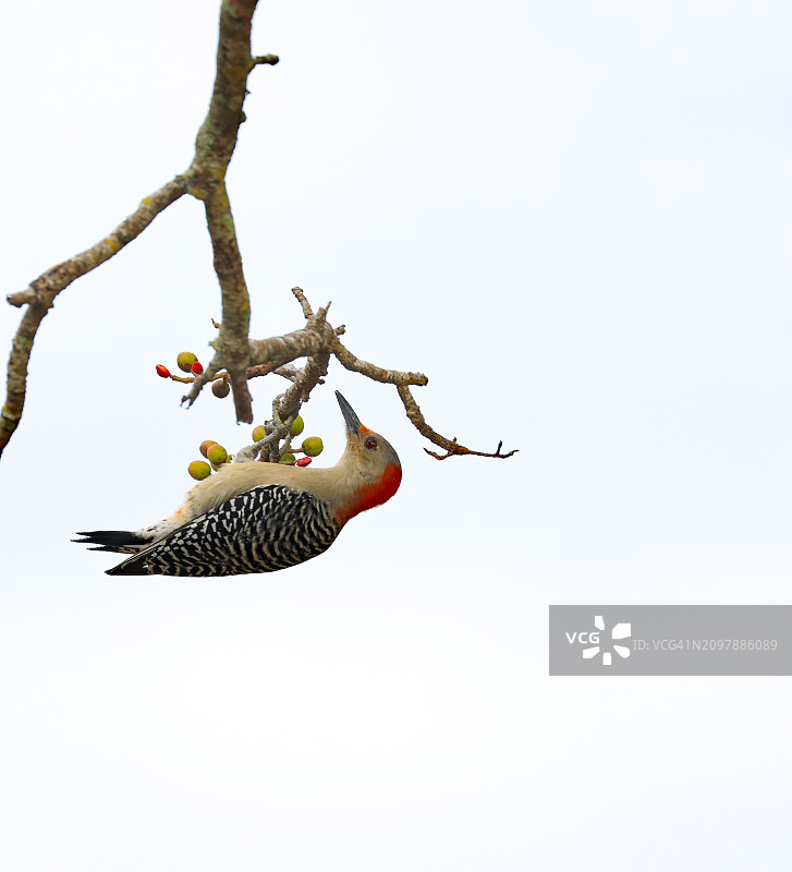 一只倒挂在树枝上的红腹啄木鸟图片素材