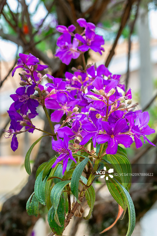 紫葳花盛开。图片素材
