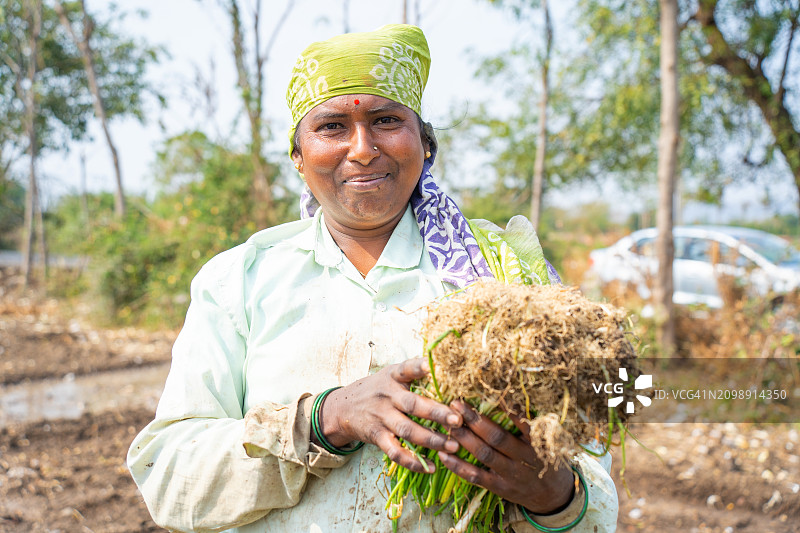 女农民在田间种植洋葱苗图片素材