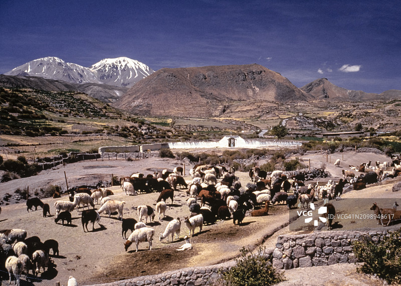 美洲驼的畜栏。智利普特雷图片素材