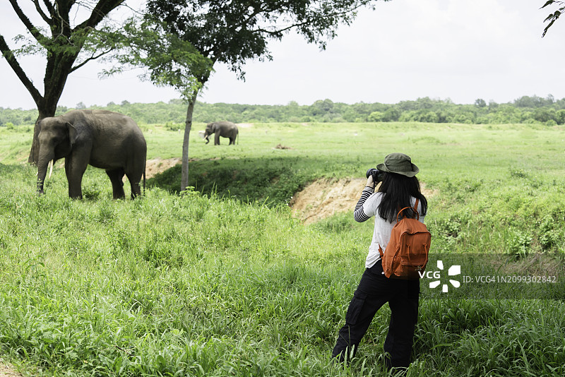 在徒步旅行中观看大象的亚洲女人图片素材