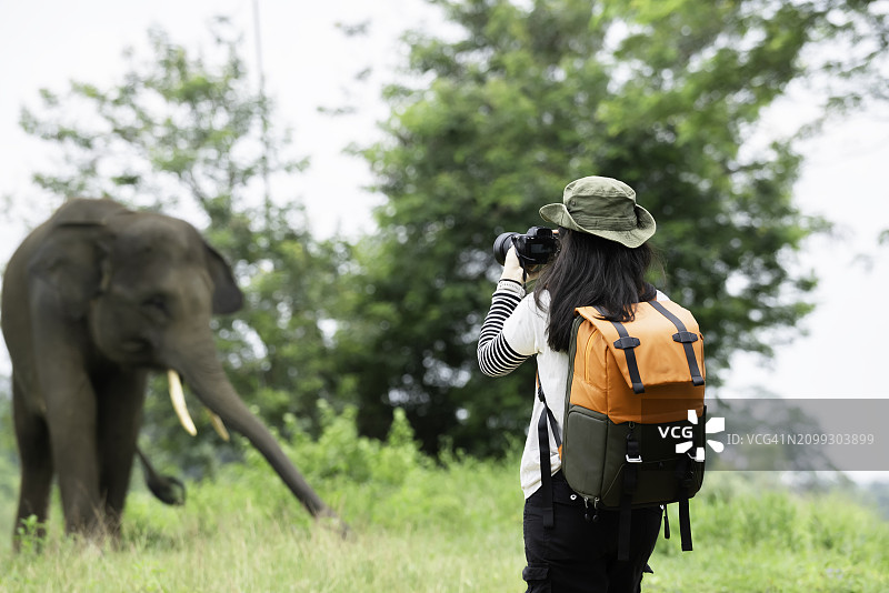 在徒步旅行中观看大象的亚洲女人图片素材