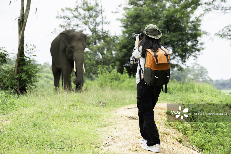 在徒步旅行中观看大象的亚洲女人图片素材