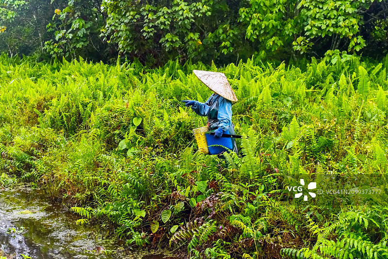 马来西亚砂拉越诗巫的亚洲女性采摘可食用蕨类植物图片素材