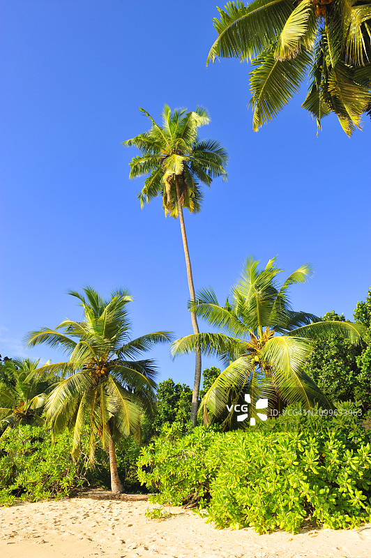 塞舌尔马埃岛塔卡马卡海滩图片素材