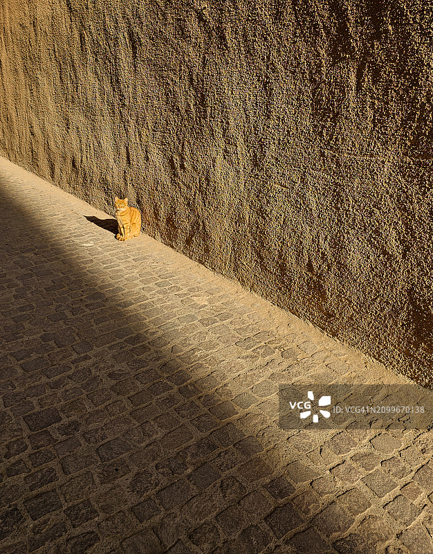 索维拉晒太阳的猫图片素材