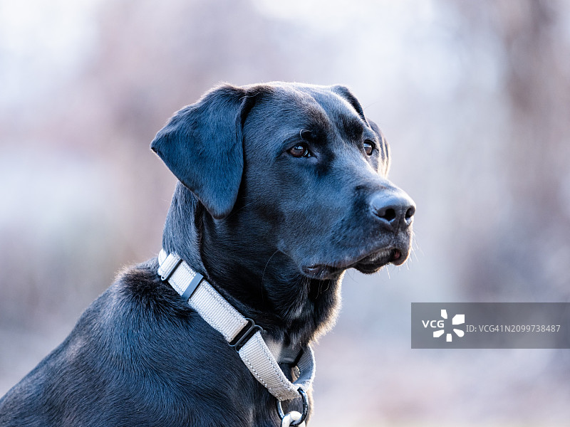年轻的黑色拉布拉多寻回犬图片素材