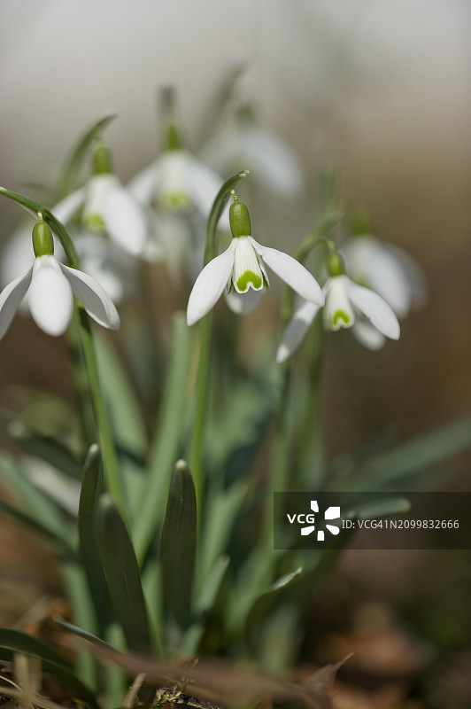 森林中的雪花莲图片素材