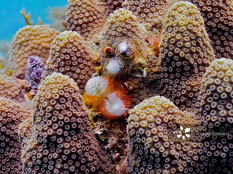 石珊瑚上的多个圣诞树蠕虫样本，位于美国佛罗里达州礁岛群约翰·彭尼坎普珊瑚礁州立公园图片素材