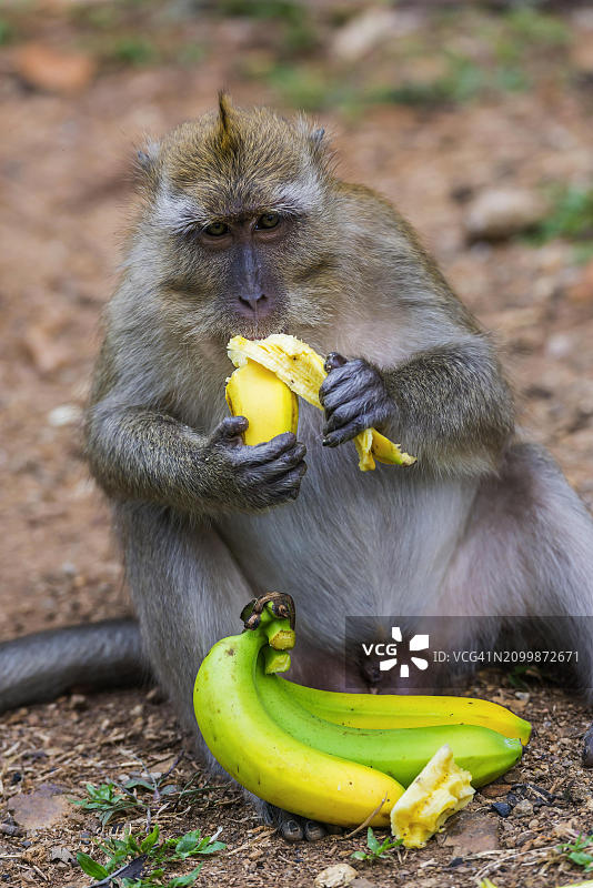 寺庙里吃香蕉的猕猴图片素材
