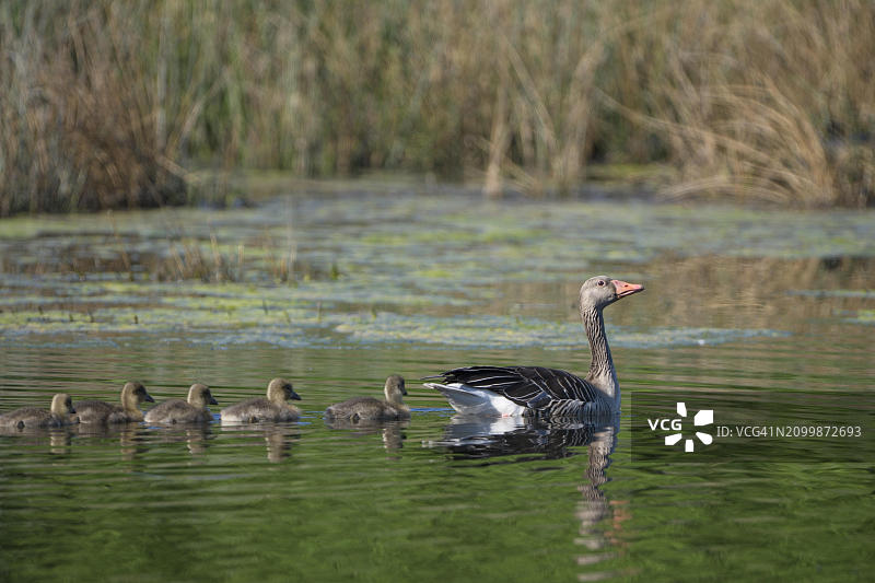 在德国北莱茵-威斯特法伦州博特罗普，与小鹅游泳的成年灰雁图片素材