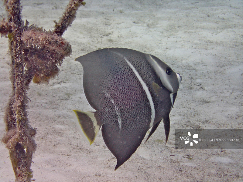 灰神仙鱼幼鱼（美国佛罗里达群岛）图片素材