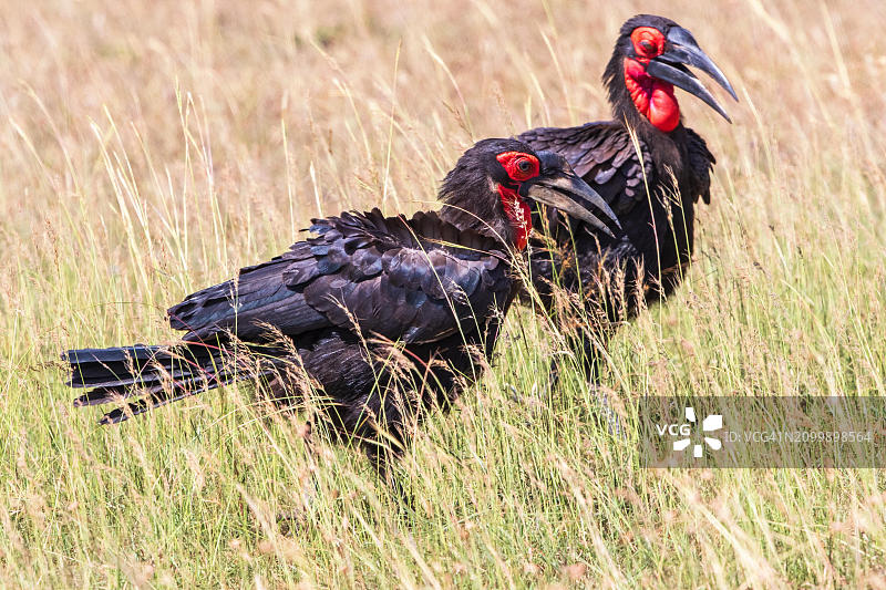 非洲肯尼亚马赛马拉稀树草原高草丛中的一对漂亮的南方地犀鸟图片素材