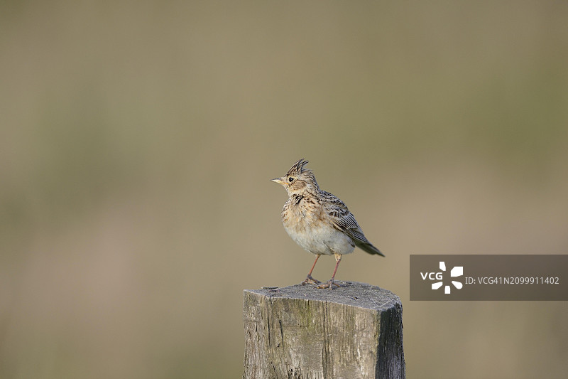 欧亚云雀，德国北莱茵-威斯特法伦图片素材