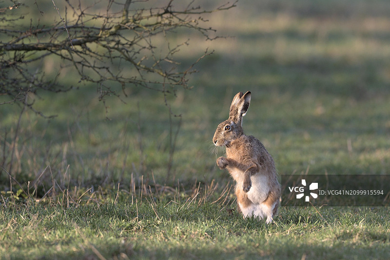 草地上直立坐着的野兔图片素材