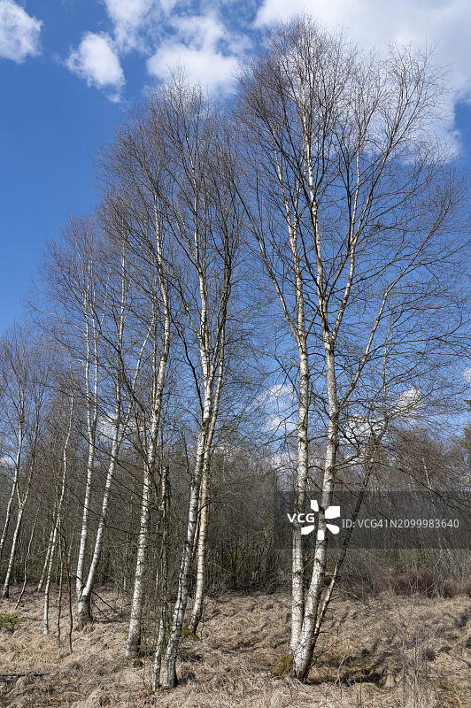 德国下萨克森的绒毛桦树、蓝天和白云图片素材